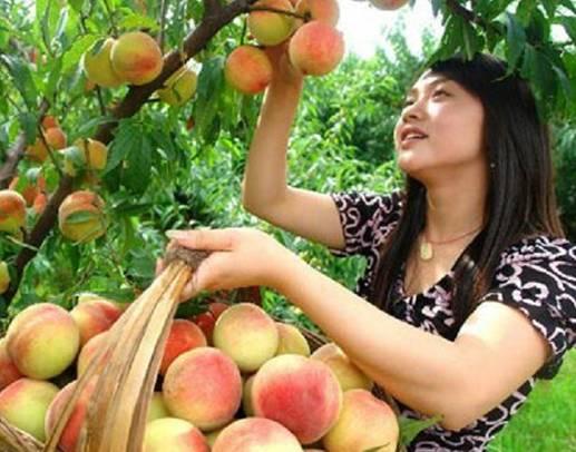 吃瓜摘桃,揭秘娱乐圈的甜蜜与苦涩