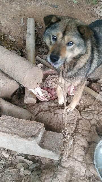 小狗吃冰冻瓜,冰冻瓜的甜蜜诱惑