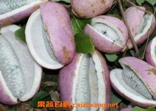 在农村吃八月瓜好不好卖