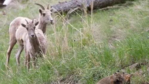 吃瓜狐狸看世界,揭秘世间百态