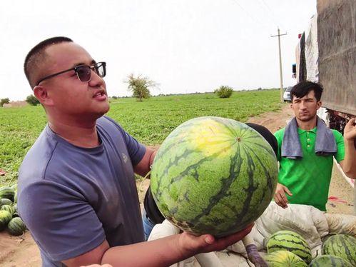 哈基米吃瓜,揭秘娱乐圈背后的秘密与真相