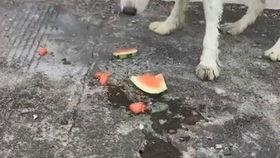 狗狗在吃瓜,趣味横生的夏日瞬间