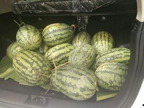 灵魂吃瓜所